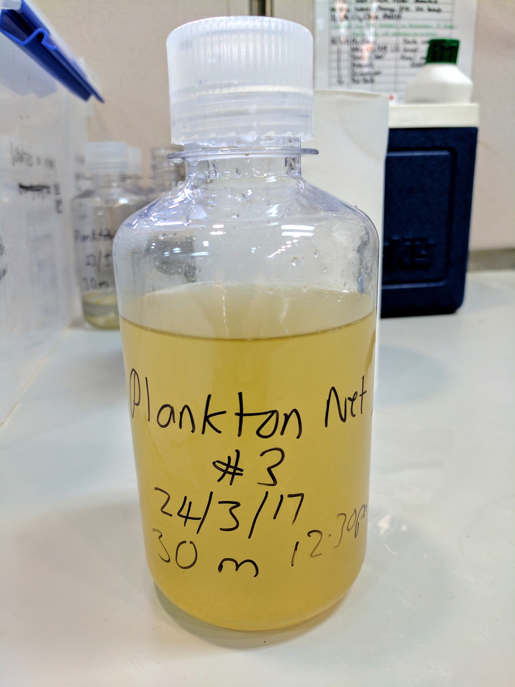 Plankton sample