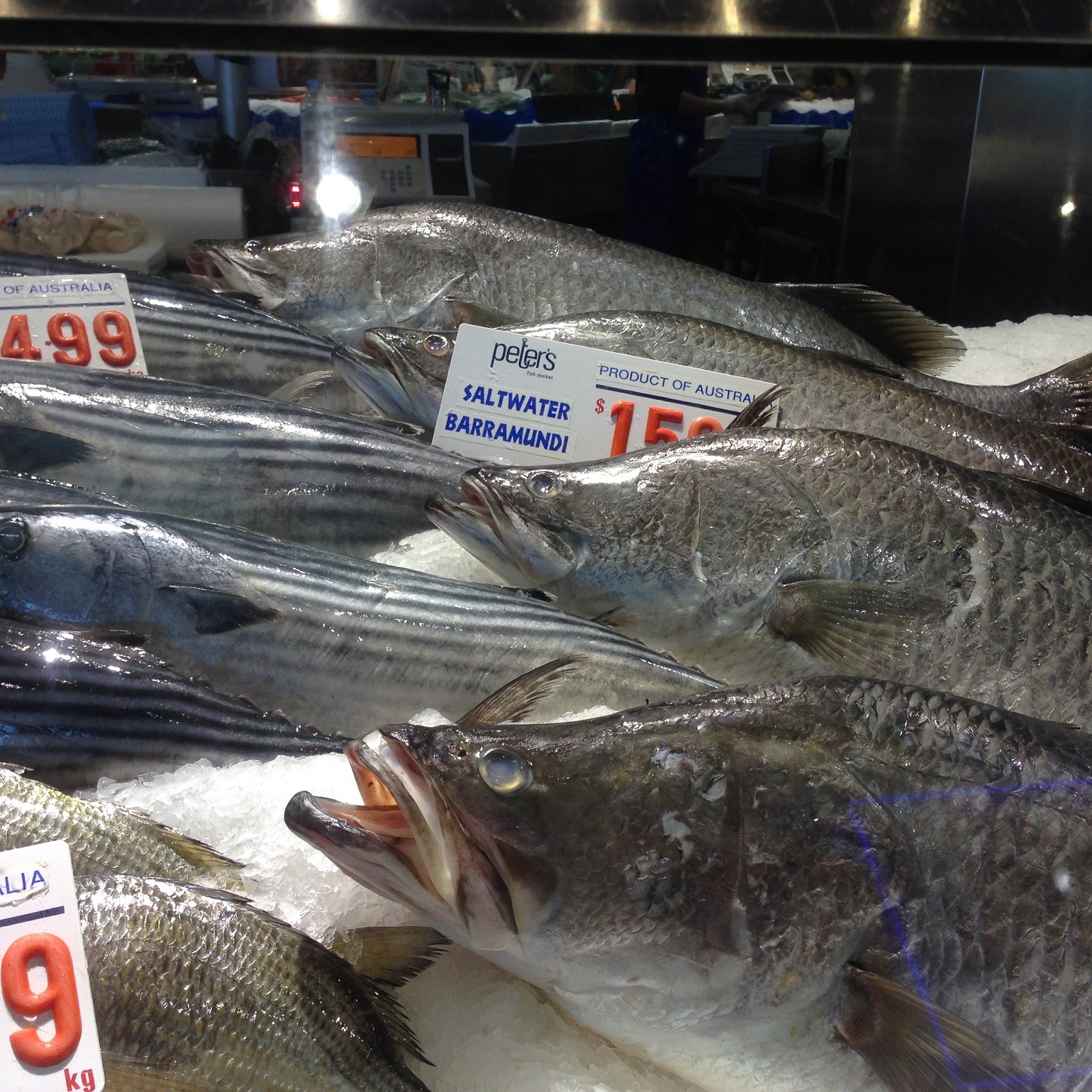 Barramundi, Sydney Fish Market