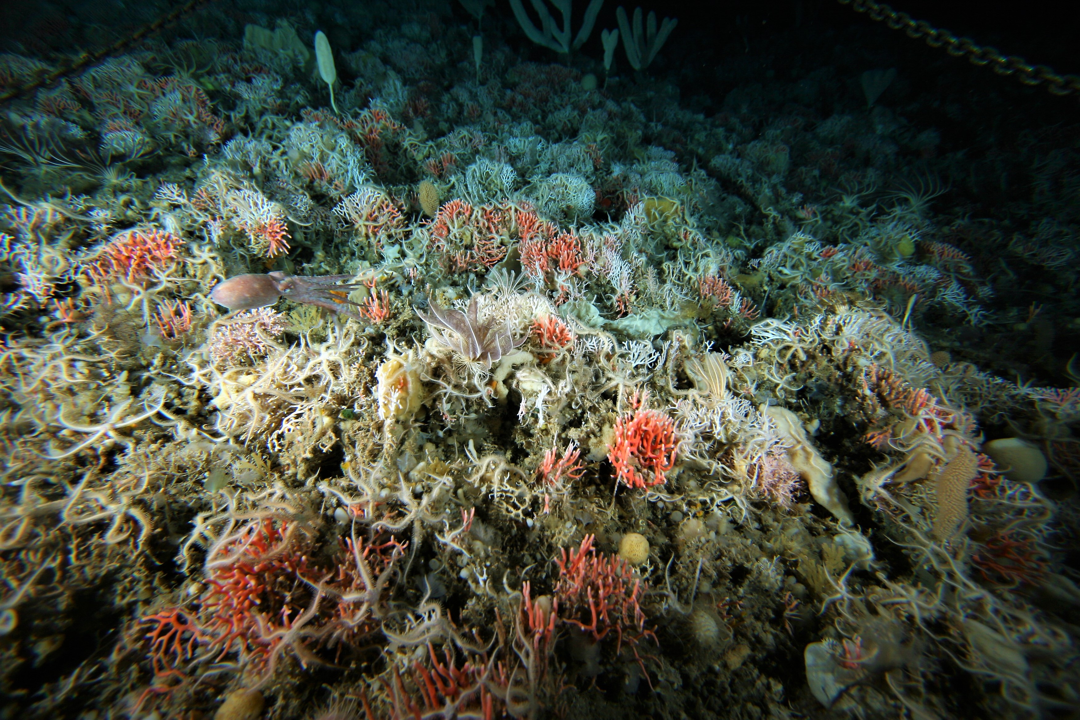 Разнообразие живых организмов в океане. Морской бентос. Бентос обитатели дна. Бентос латераль. Диатомеи бентос.