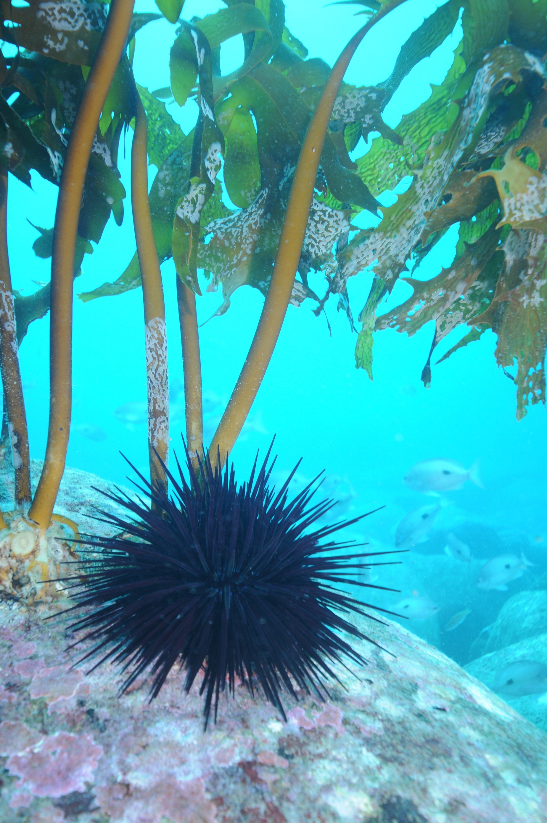 Sea urchin with kelp. Photo: Scott Ling 