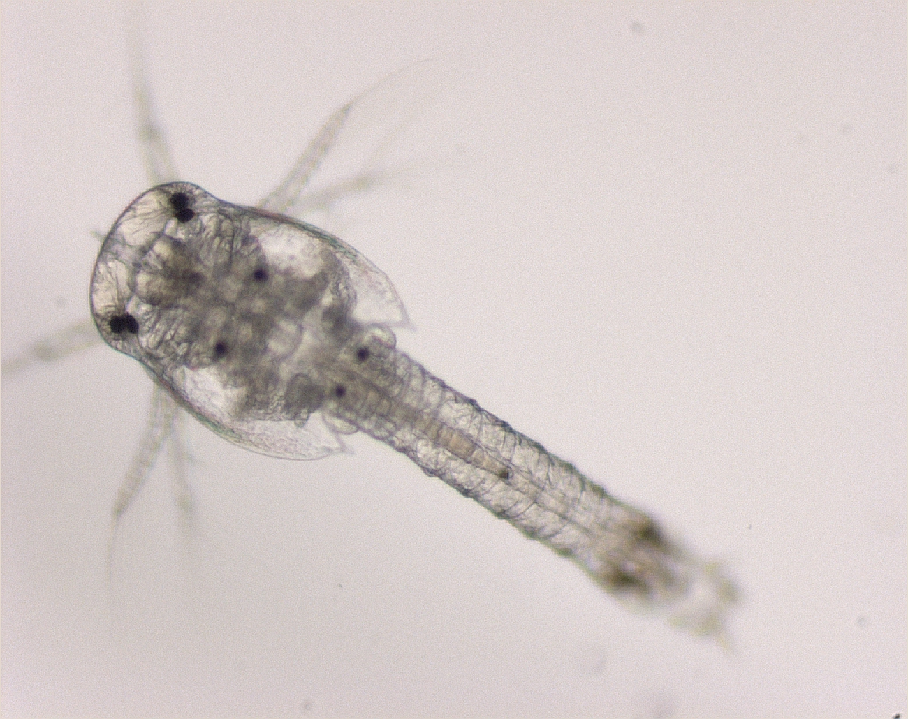 Zooplankton, Euphausiid calyptopsis. Credit Anita Slotwinski 