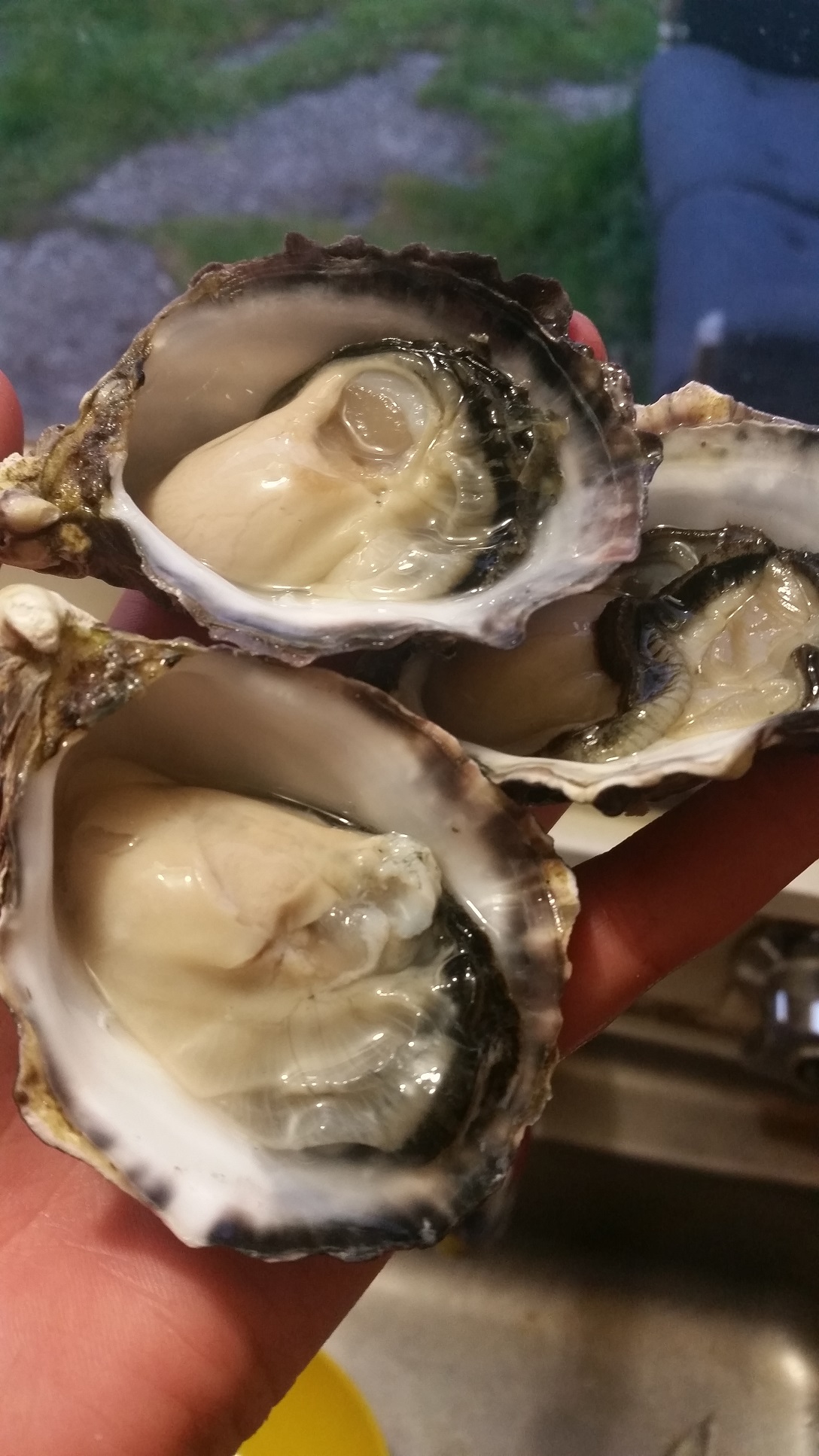 Healthy oysters. Photo: Sarah Ugalde