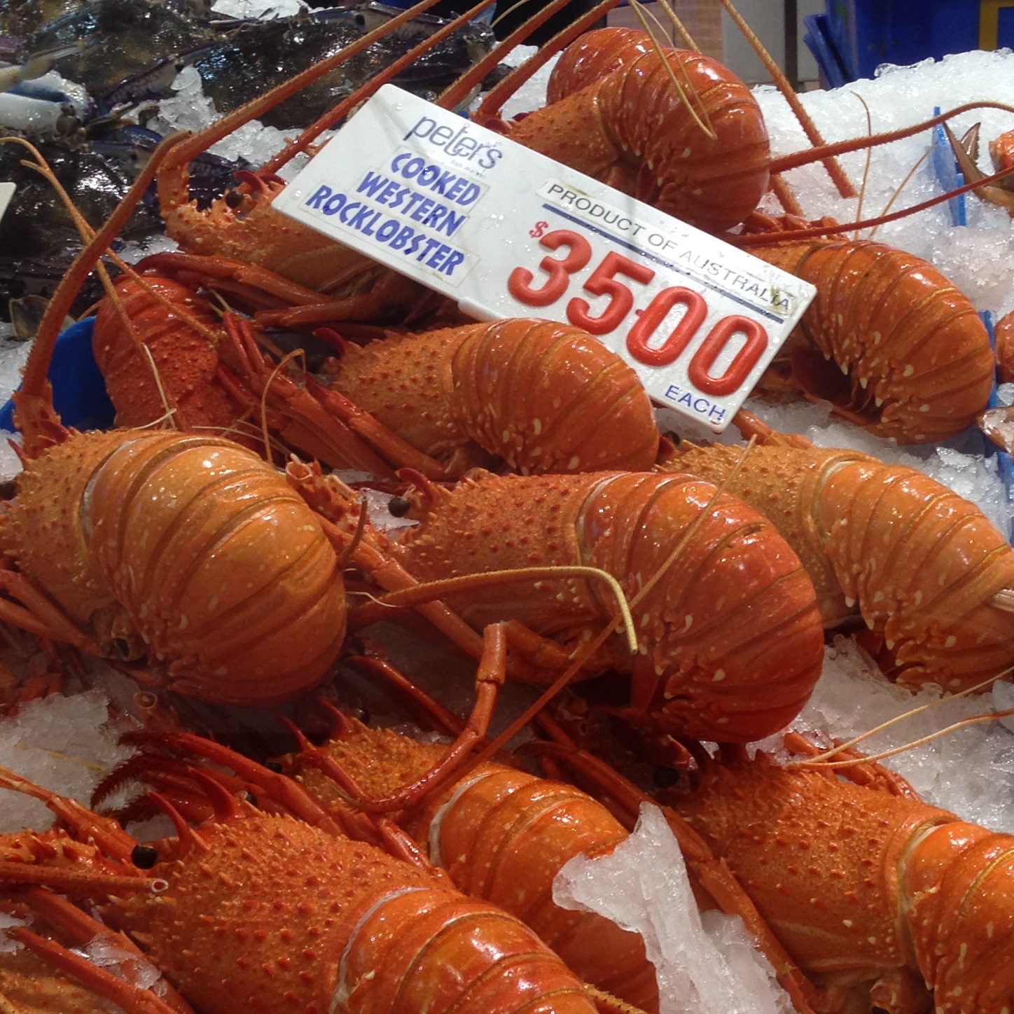 Lobsters, Sydney Fish Market, Credit Reg Watson