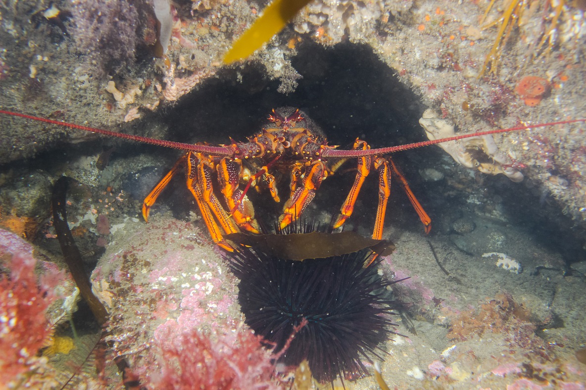 Lobster & urchin