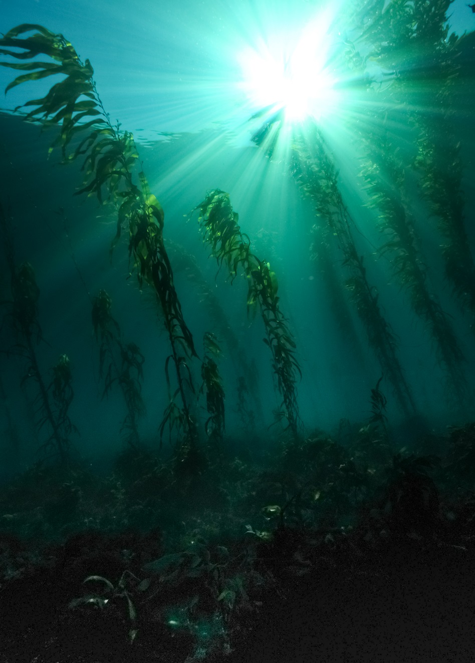 Giant kelp
