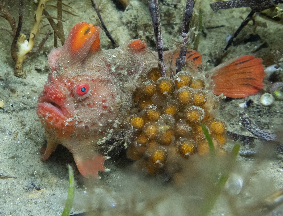 Red handgfish with eggs. 