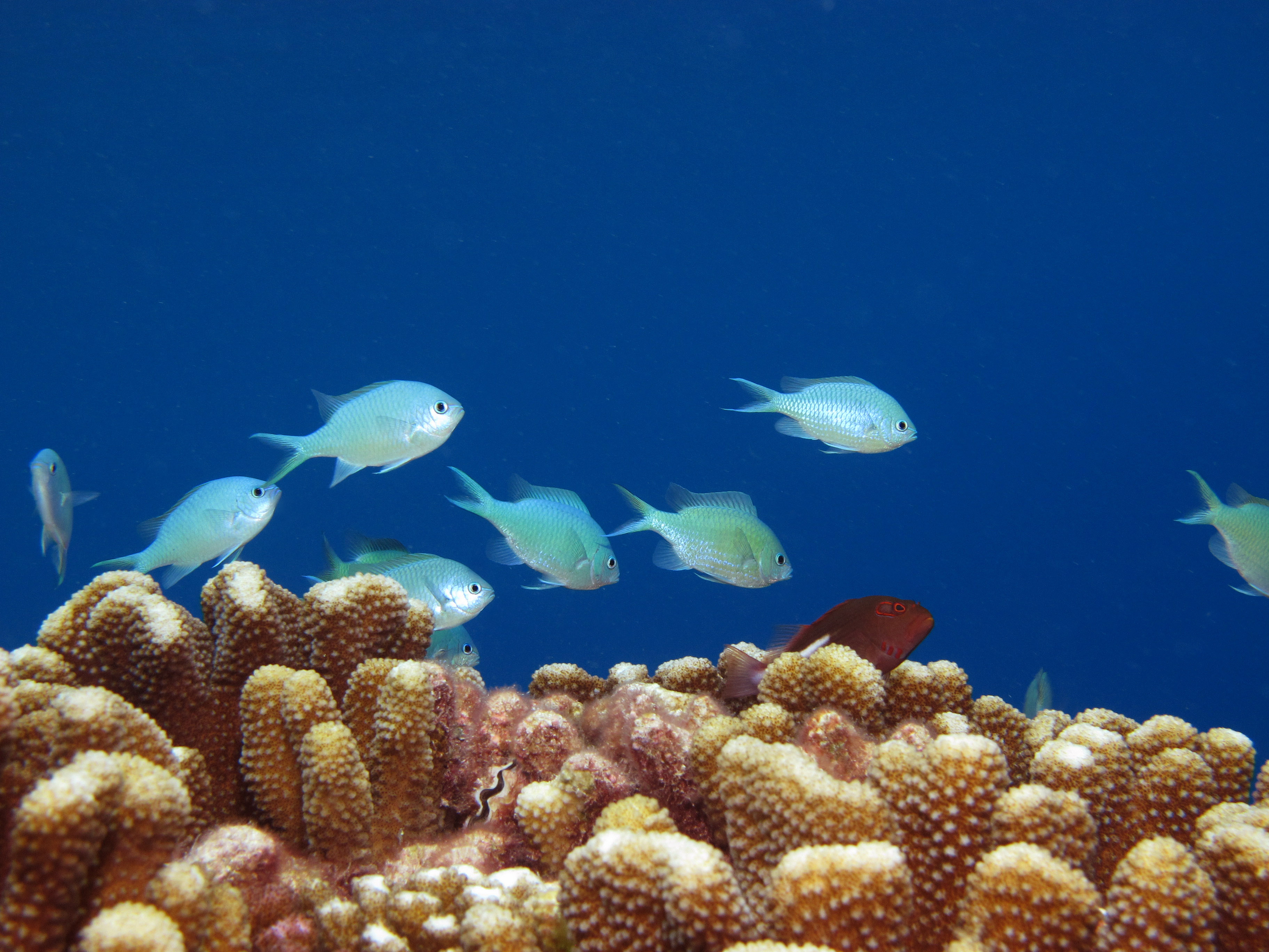 Reef Life Survey image