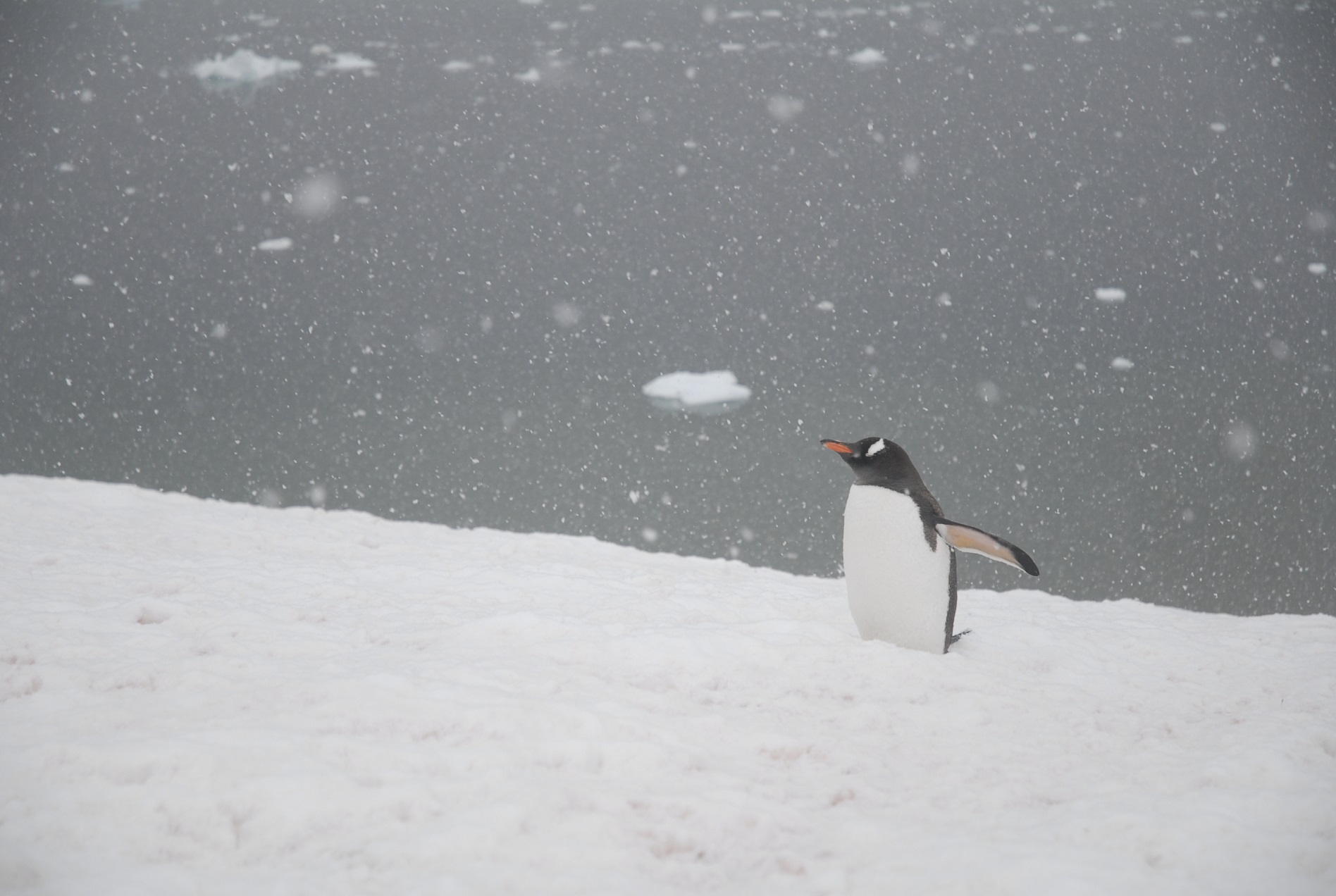 Penguin in snow