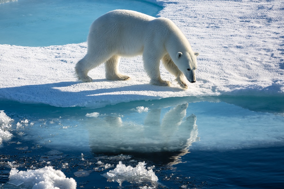 Polar bear. Credit Stefan Hendricks