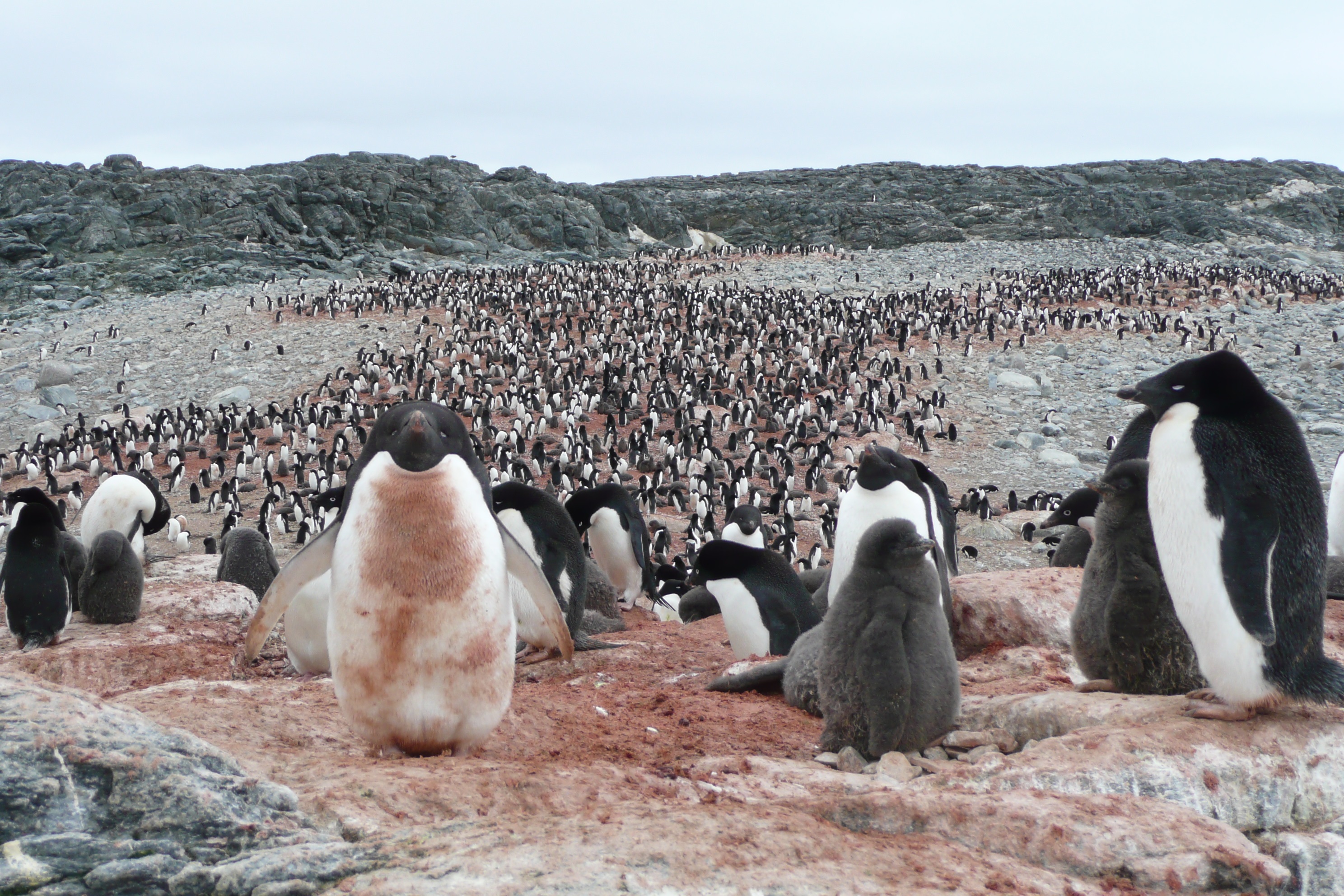 Почему медведи не охотятся на императорских пингвинов. Вымершие Пингвинообразные. Adelie Penguin. Вымирание пингвинов. Пингвины Адели колония.