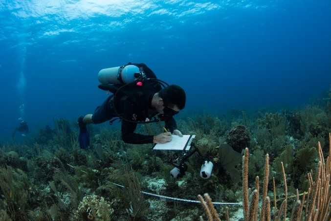  Reef Life Survey diver 