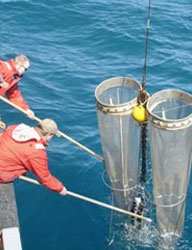 collecting plankton