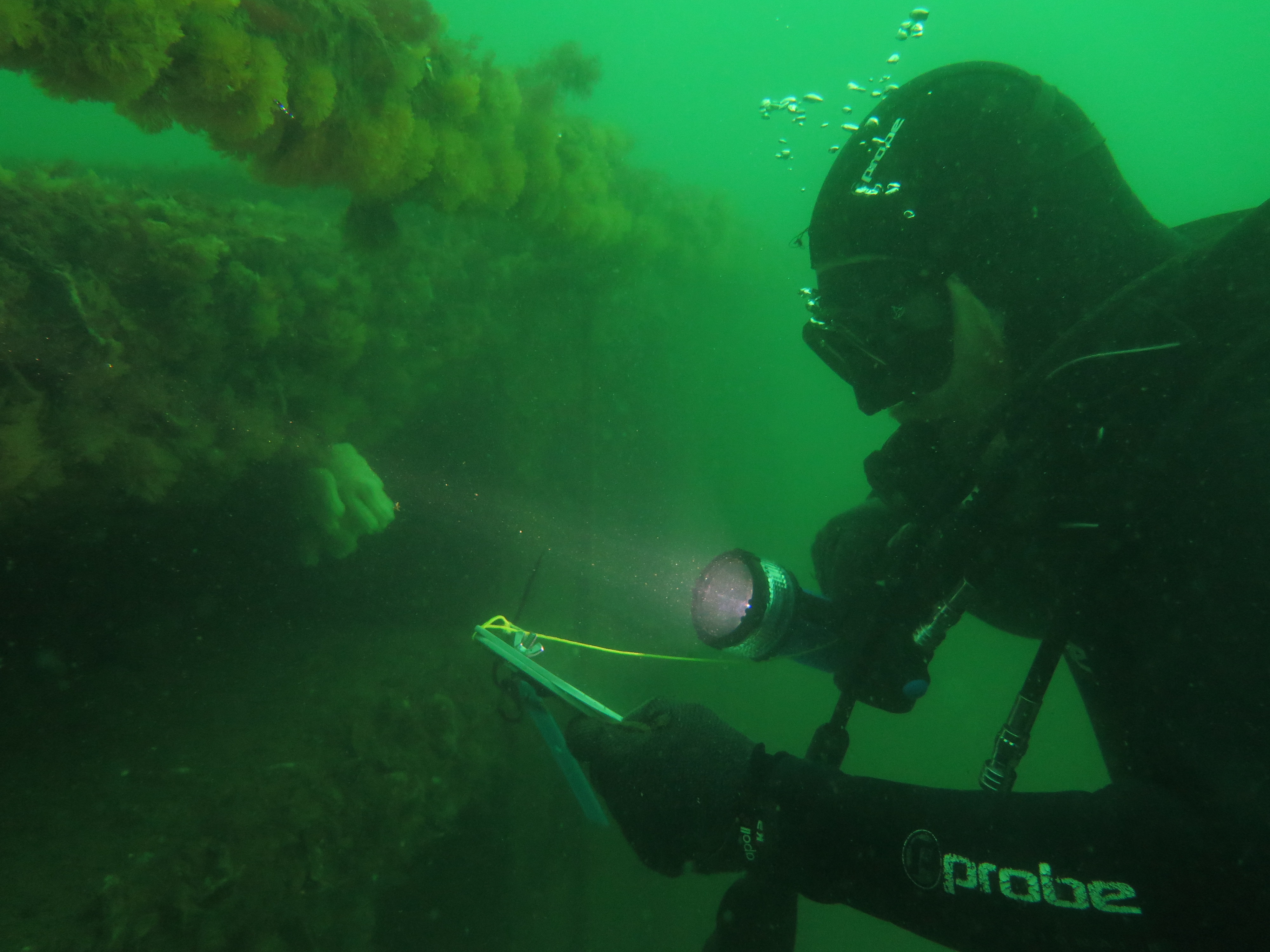 Artificial reef diver