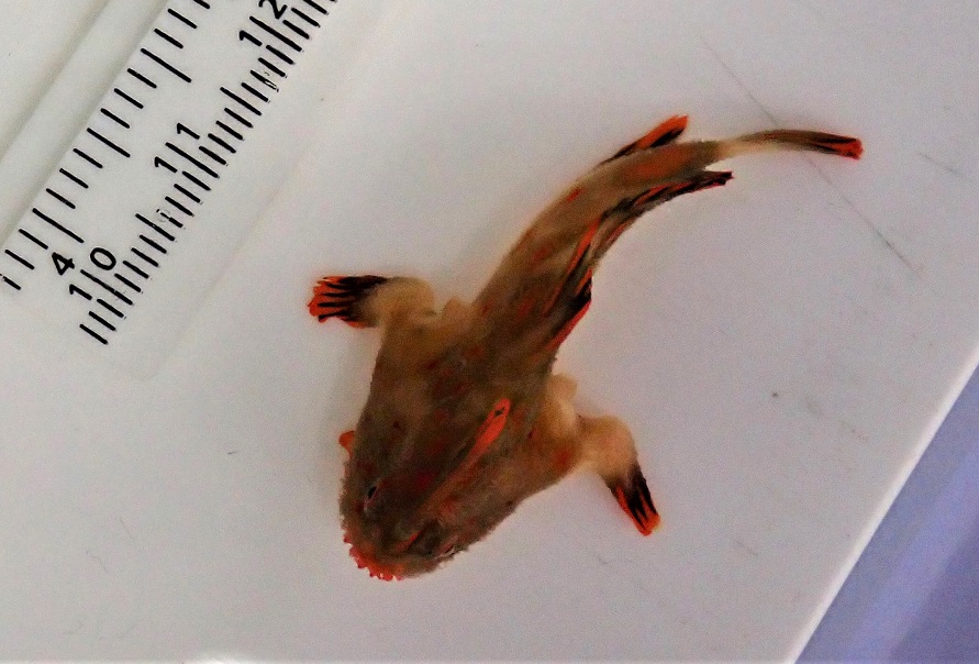 Red handfish being measured
