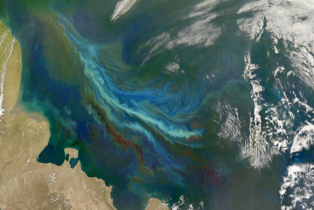 Ocean phytoplankton satellite image