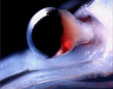 eye of Nyctiphanes australis
